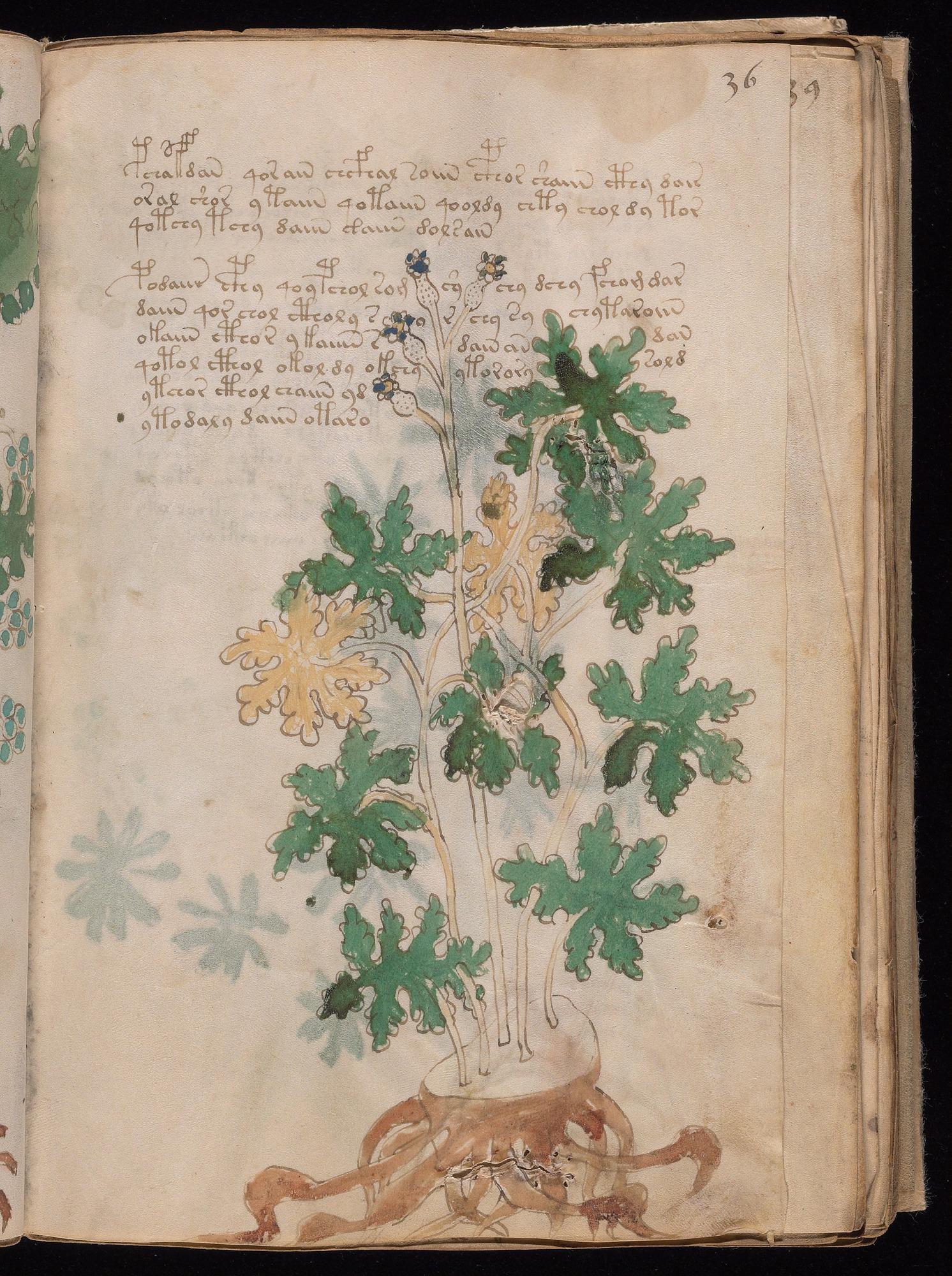 Voynich Manuscript folio f36r — Beinecke MS 408
